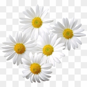 Daisy Flower Png Transparent, Png Download - daisies png