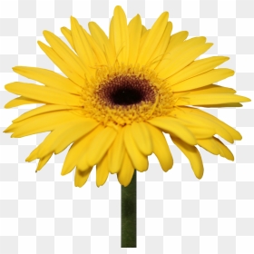 Thumb Image - Png Daisy, Transparent Png - daisies png