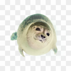 Seal Swimming Png Image - Seal Swimming Png, Transparent Png - seal png