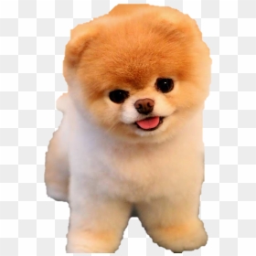 Boo Png Photo - Boo The Dog Png, Transparent Png - boo png