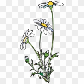 Daisies Png , Png Download - Daisies Clipart, Transparent Png - daisies png
