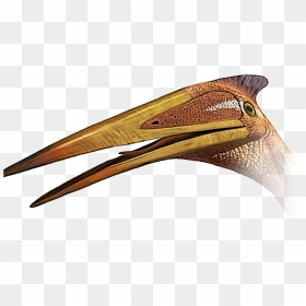 Pterodactyl Transparent Pelican - Quetzalcoatlus Head, HD Png Download - pterodactyl png