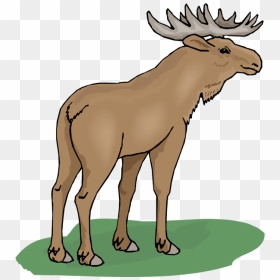 Free Moose Free Download Clipart - Free Mose Clipart, HD Png Download - moose png