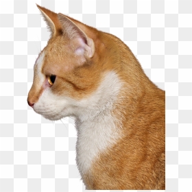 Cat Head Transparent Background Png, Png Download - cat head png