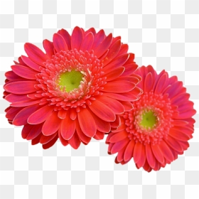 Daisies Clipart Colorful Daisy - Pink Coral Gerbera Daisy, HD Png Download - daisies png