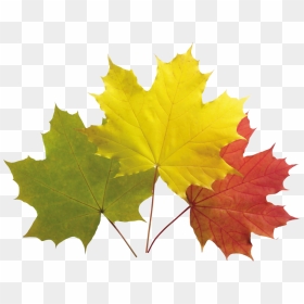Autumn Leaf Png Image - Картинка Листья Для Детей, Transparent Png - maple tree png