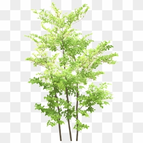 Green Maple Leaf Transparent - Portable Network Graphics, HD Png Download - maple tree png
