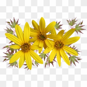 Margherite Png, Transparent Png - daisies png