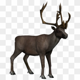 Moose, Elk Png - Caribou Png, Transparent Png - moose png