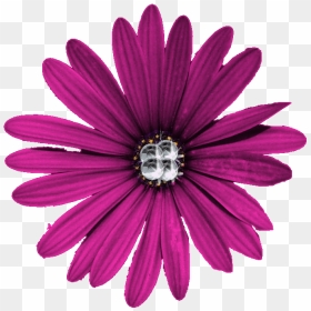 Purple Flower Png - Portable Network Graphics, Transparent Png - daisies png