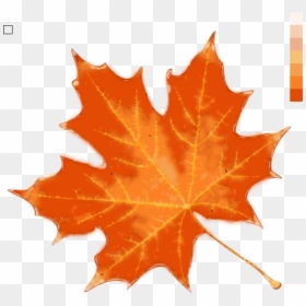 Autumn Leaf Color Stock - Fall Leaf Template Color, HD Png Download - maple tree png