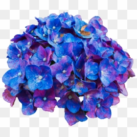 Nidi Card Palace, HD Png Download - blue banner png