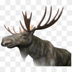 Transparent Moose Head Png, Png Download - moose png