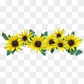 African Daisy, HD Png Download - daisies png