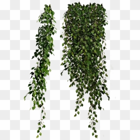 Plants Falling - Plants Png, Transparent Png - falling png