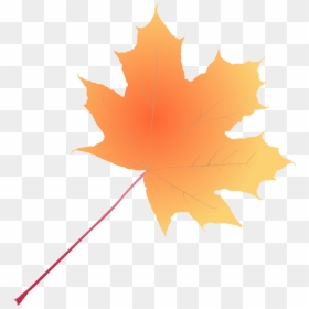 Plant,leaf,tree - Clip Art, HD Png Download - maple tree png
