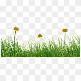 Free Png Green Grass With Daisies And Ladybug Png Images - Green Grass Flower Png, Transparent Png - daisies png