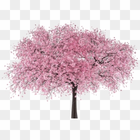 Japan Tree Sakura - Japanese Cherry Blossom Tree Png, Transparent Png - tree.png