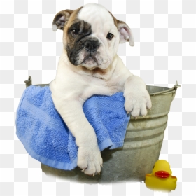 Dog Png Transparent Images - Dog In Bath Transparent, Png Download - courage the cowardly dog png