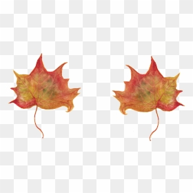 Maple, HD Png Download - maple tree png
