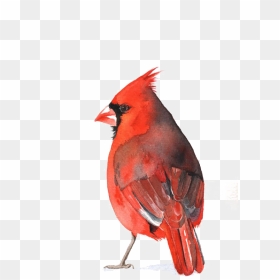 Cardinal Bird Png - Cardinal Bird Watercolor Png, Transparent Png - Vhv