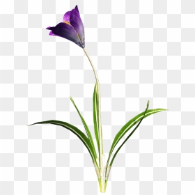 Crocus Purple Flower Clip Arts - Flower With Stem Png Transparent, Png Download - purple flower png