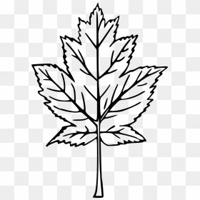 Drawn Maple Leaf Transparent - Drawing Maple Leaf Png, Png Download - maple tree png