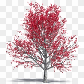 Paperbark Maple Tree Png - Autumn, Transparent Png - maple tree png