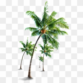 Coconut Tree Png Free Download - Transparent Coconut Tree Png, Png Download - tree.png