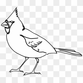 Cardinal Bird Clip Art, HD Png Download - cardinal png