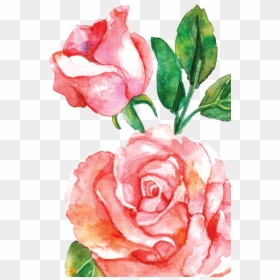 15 Pink Watercolor Roses Png For Free Download On Mbtskoudsalg - Free Rose Flower Png, Transparent Png - pink roses png