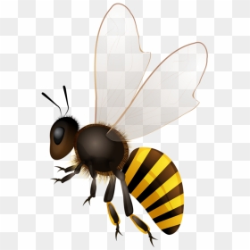 Honeycomb Bee Png - Bee Illustration, Transparent Png - bees png