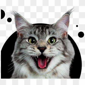 Flea Treatment For Dogs And Cats - Maine Coon Cats Smiling, HD Png Download - cat head png