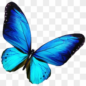 Butterfly Stock Photography Blue Illustration - Transparent Background Blue Butterfly Png, Png Download - blue butterfly png