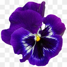 Violet Flower Png - Blue Violet Flower Png, Transparent Png - purple flower png