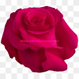 Floribunda, HD Png Download - pink roses png