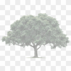 Big Tree Transparent Background, HD Png Download - tree.png