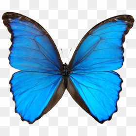 Hammermill Laser Print 24 Lb, HD Png Download - blue butterfly png