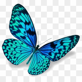 Blue Butterfly Png Download Image - Blue Butterfly Png, Transparent Png - blue butterfly png