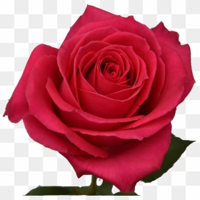 Off White Rose Png, Transparent Png - pink roses png