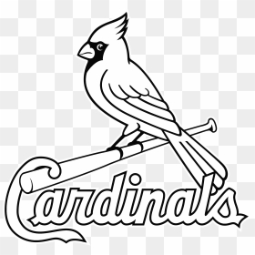 Louis Cardinals Logo Png Transparent & Svg Vector - St Louis Cardinals Coloring Pages, Png Download - cardinal png