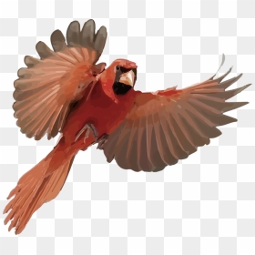 Macaw, HD Png Download - cardinal png