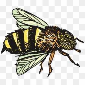 Bee Drawing Png, Transparent Png - bees png