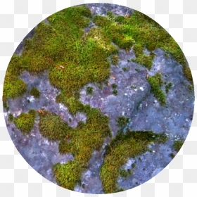 Moss , Png Download - Moss, Transparent Png - moss png