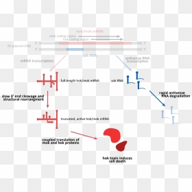 Diagram, HD Png Download - death png