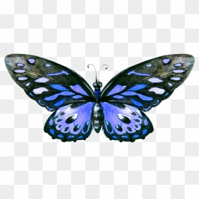 Hand Painted A Blue Butterfly Png Transparent - Butterfly Png Hand Painted, Png Download - blue butterfly png