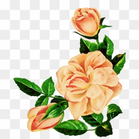 Drawing Of Pink Roses - Flower Rose Drawing Png, Transparent Png - pink roses png