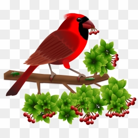 Northern Cardinal, HD Png Download - cardinal png
