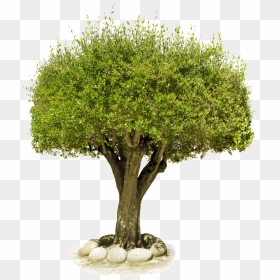 The Tree Of Life - Tree Transplantation, HD Png Download - tree of life png