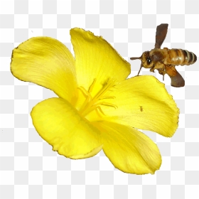 Bees Transparent Butterfly - Bee Animated, HD Png Download - bees png